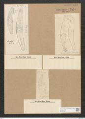 Diatomeae indet. Zeichnungen Sammlung Grunow Nr. 2830 (NHMW-BOT-W0370139)